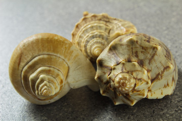 various natural sea shell on a light gray background