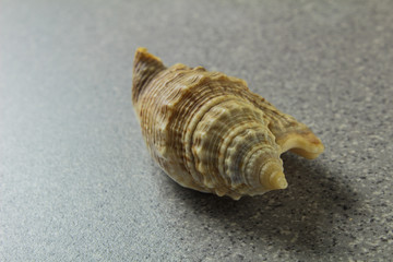 various natural sea shell on a light gray background