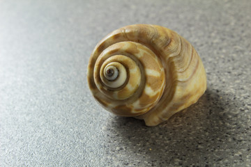 various natural sea shell on a light gray background