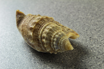 various natural sea shell on a light gray background