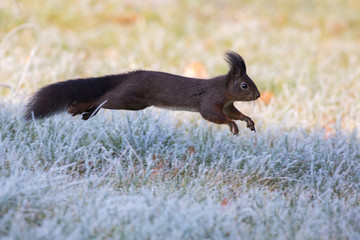 Eichhörnchen im Winter 