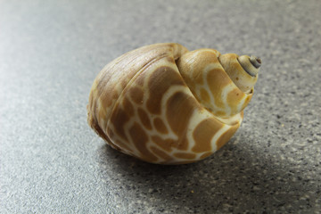 various natural sea shell on a light gray background