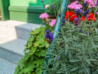 Blumen vor der Haustür