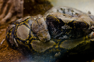 ZOO © Marcin Lelicki