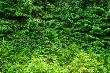 fir background wallpaper, cultivation Christmas trees