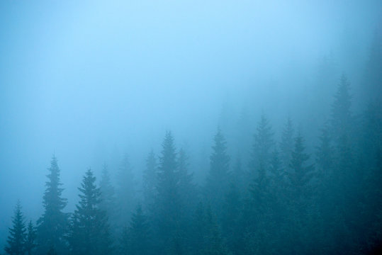 Fototapeta surreal mysterious fir forest in the fog