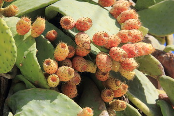 Belles figues de barbarie