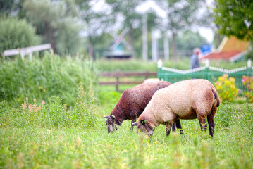Free sheep grazing in Zaandam, Netherlands