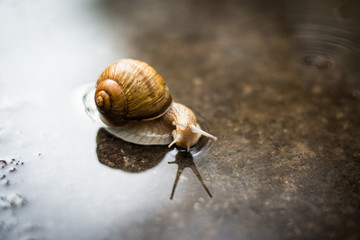 Snail on the road after the rain