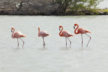 Poster Four flamingos in a row at Jan Kok Baai, Curacao © eyewave