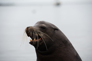 Fototapeta premium Jaszczurka z Galapagos