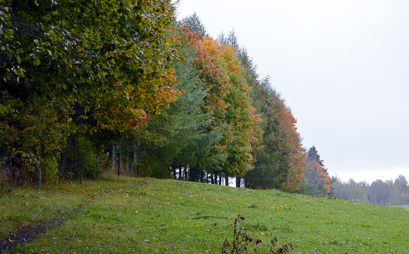 Rainy, misty, autumn: row of oaks by Pobledzie Lake (Zollteich)