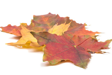 a small bunch of lying autumn red maple leaves