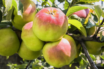abundantly growing maturing large apples