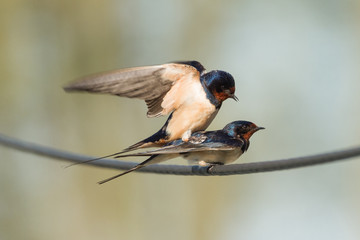Rauchschwalbenpaarung