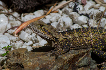 Australian Water Dragon