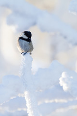 Tannenmeise im Winter