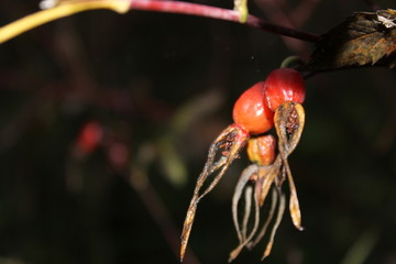 Плоды шиповника