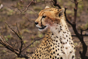Cheetah in the Serengueti National Park, Tanzania