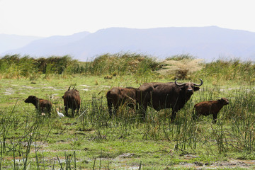 Water buffaloes in the Serengueti National Park, Tanzania