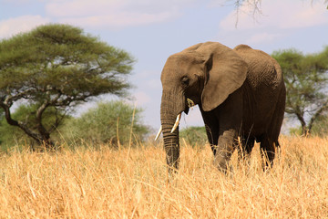 Fototapeta na wymiar Elephant walking in the Serengueti National Park, Tanzania