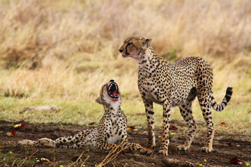 Cheetah siblings in the Serengueti National Park, Tanzania