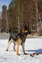 Alsatian dog on the frozen lake