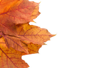 bright red maple leaf in a row