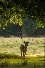 Young Fallow Deer walking through grassy woodland.