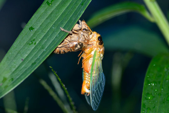 A Japanese black cicadas-Cryptotympana facialis- that emerged in the leaves of lily in Fukuoka city, JAPAN. It is in July. We called the Kumazemi the black cicadas in Japan.