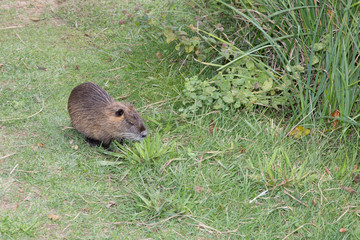 Coypu (Myocastor coypus), known as the nutria (Ragondin in french)