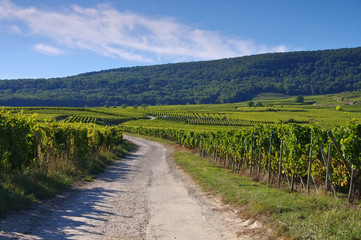 Weinberge im Elsass - Vineyards in Alsace, France