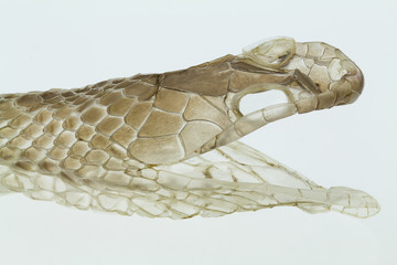 Obraz premium Shedding snake skin, head shot, on white background