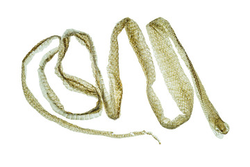 Naklejka premium Shedding snake skin on white background