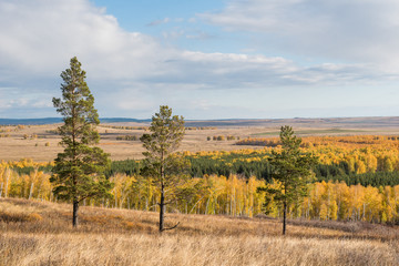 Fototapeta premium Several pine-trees on a hill in the autumn, South Urals, Russia