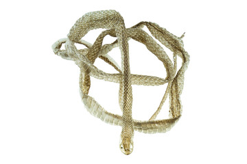 Naklejka premium Shedding snake skin on white background