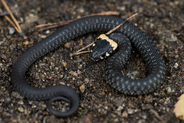 Small adder snake near autumn leaf