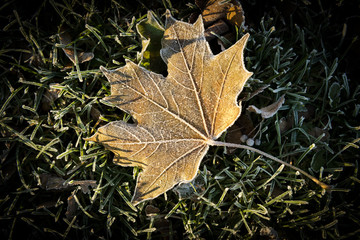 Frozen leaf of maple tree