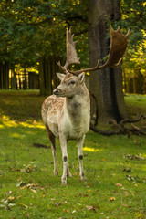 Old Male Spotted Fallow Deer standing tall with big dominant antlers.