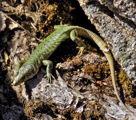 Green Lizard