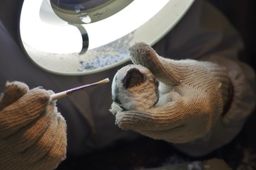 化石のクリーニングをする研究者
