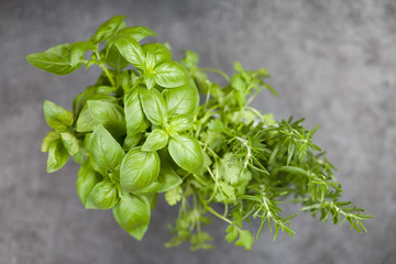 Fresh herbs on grey background