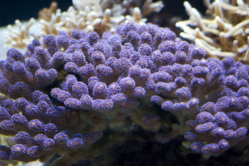 Sea Anemone, Stylophora Milka © Dmytro Surkov