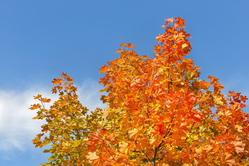 .Red, orange and yellow autumn maple leaves against the blue sky