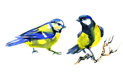 Watercolor style illustration of Titmouse