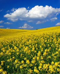 Fields of Oilseed rape blossoming in Rolling Hills under Blue Sky with Clouds
