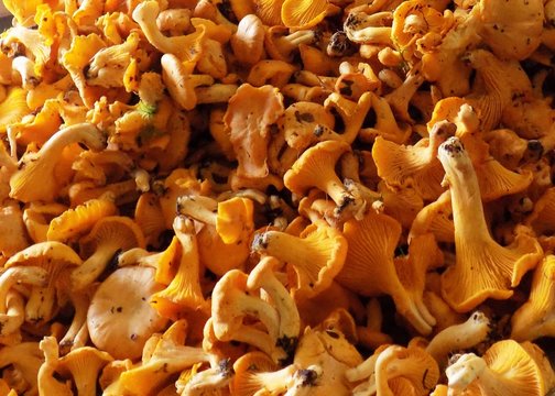 Girolle Bilder Durchsuchen 3,746 Archivfotos, und