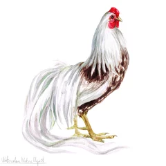  Watercolor Rooster, Isolated © nataliahubbert