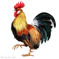 Watercolor Rooster, Isolated - obrazy, fototapety, plakaty