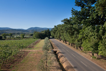 Processing and care of the vineyards